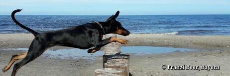 Ostseeurlaub mit Hund