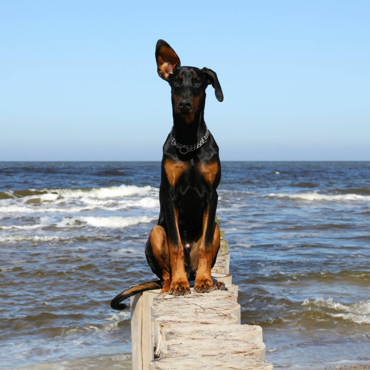 Ostseeurlaub mit Hund