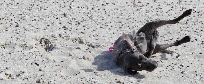 Ostseeurlaub mit Hund