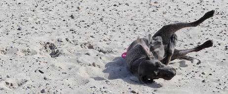 Ostseeurlaub mit Hund