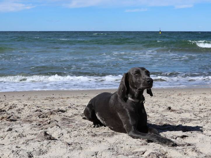 Ostseeurlaub mit Hund
