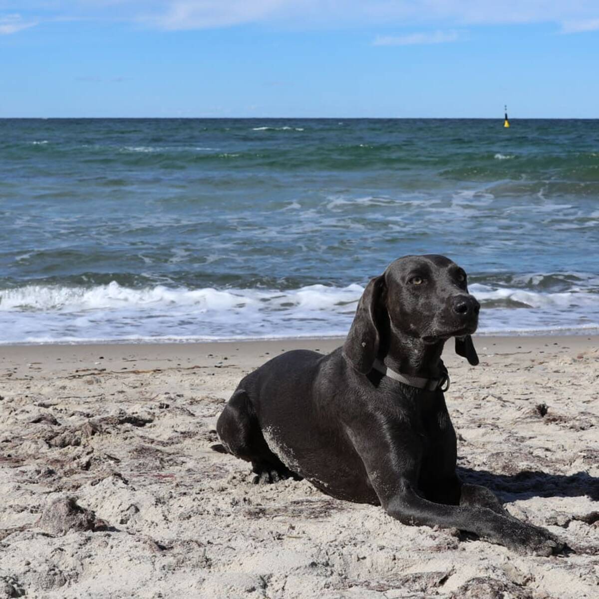 Ostseeurlaub mit Hund