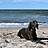 Ostseeurlaub mit Hund