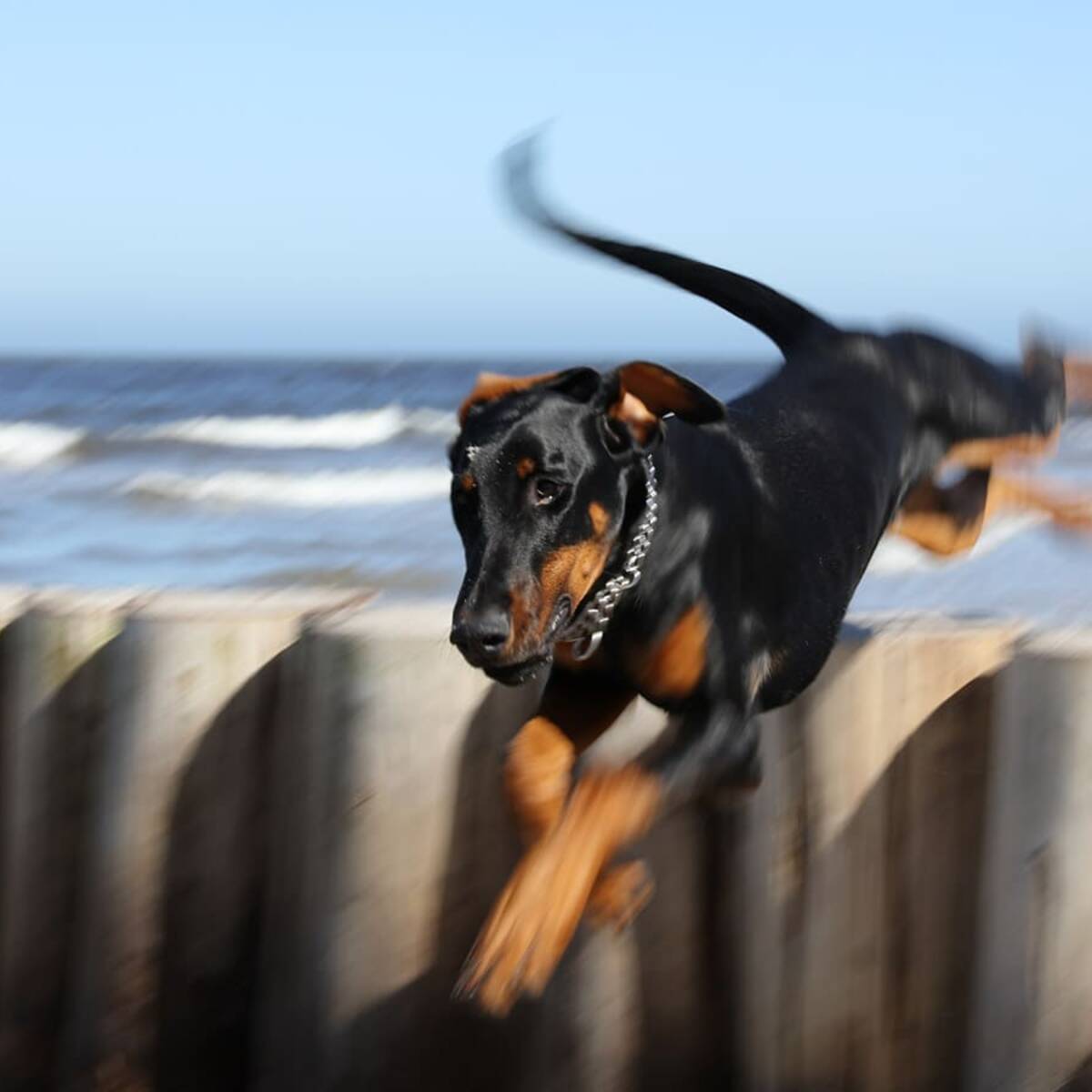 Ostseeurlaub mit Hund