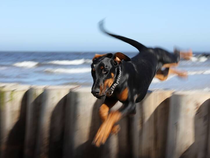 Ostseeurlaub mit Hund