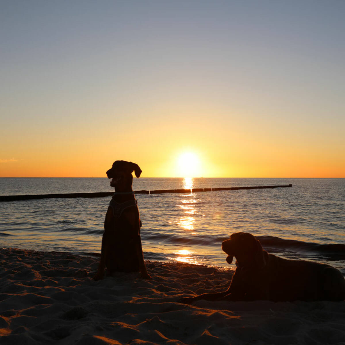 Ostseeurlaub mit Hund