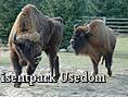 Wisentpark Usedom - Wisente