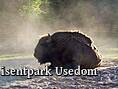 Wisentpark Usedom - Wisent