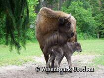 Wisentpark Usedom