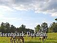 Wisentpark Usedom - Wildpferde