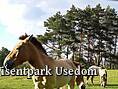 Wisentpark Usedom - Przewalski Wildpferde