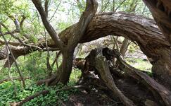 Halbinsel Gnitz - Naturschutzgebiet