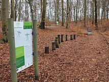 Kur- und Heilwald Heringsdorf - Hüpfstrecke