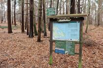 Kur- und Heilwald Heringsdorf - Naturlehrpfad Ostseeküste