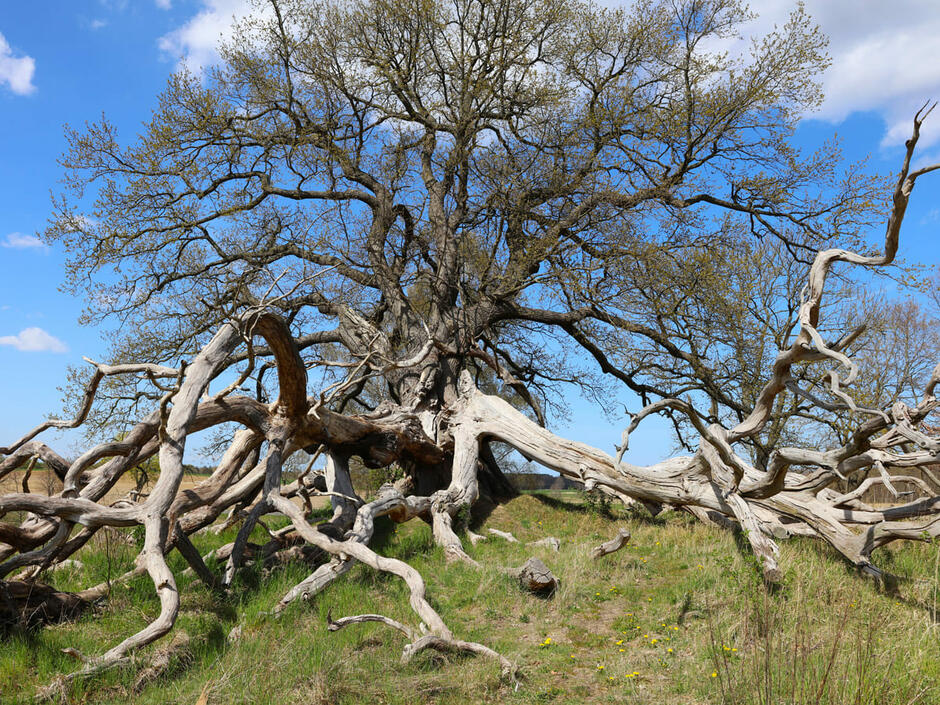 Naturdenkmal Suckower Eiche bei Suckow