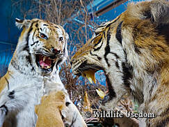 Wildlife Usedom Trassenheide- Tiger