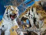 Museum: Wildlife Usedom