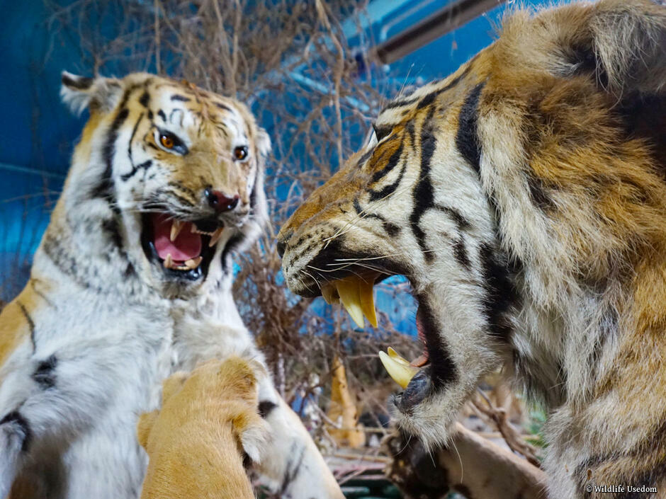 Museum: Wildlife Usedom