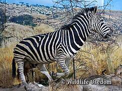 Wildlife Usedom Trassenheide Zebra