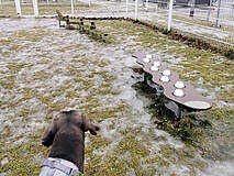 Hundeauslauf Völschow