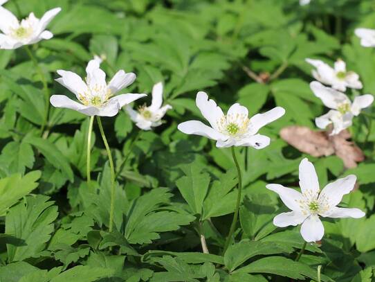 Naturlehrpfad um die Klosterteiche im Hütter Wohld - Anemone (April)