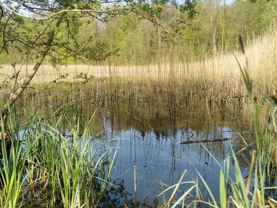 Naturlehrpfad um die Klosterteiche im Hütter Wohld - Haferteich (April)