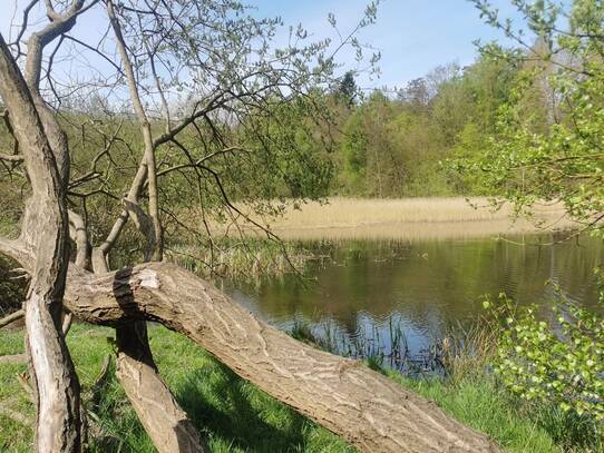 Naturlehrpfad um die Klosterteiche im Hütter Wohld - Haferteich (April)