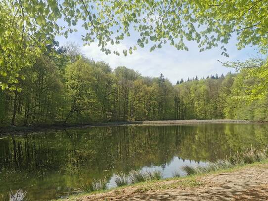 Naturlehrpfad um die Klosterteiche im Hütter Wohld - Klosterteich (April)