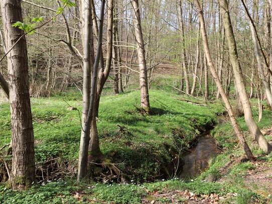 Naturlehrpfad um die Klosterteiche im Hütter Wohld (April)