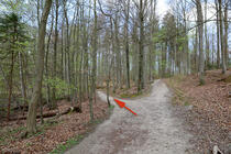 Naturlehrpfad um die Klosterteiche im Hütter Wohld - Weggabelung