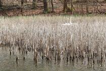 Naturlehrpfad um die Klosterteiche im Hütter Wohld - brütender Schwan