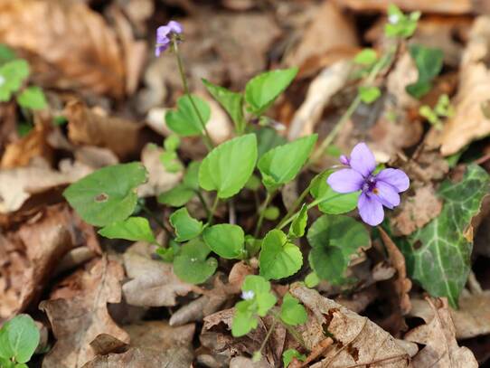 Naturlehrpfad um die Klosterteiche im Hütter Wohld - Veilchen (April)