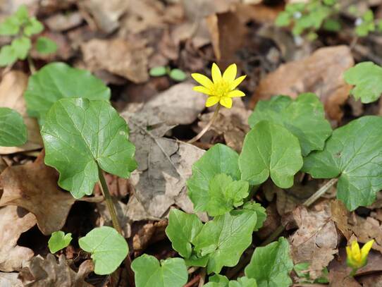 Naturlehrpfad um die Klosterteiche im Hütter Wohld - Scharbockskraut (April)