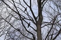 Natüurlehrpfad um die Klosterteiche im Hütter Wohld - Tauben