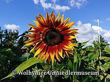 Wolhynier Umsiedlermuseum