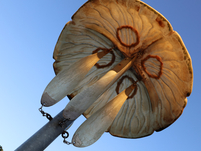 Kunst- und Entdeckerpfad GroßArtige Küstenflora und -fauna