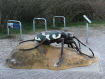 GroßArtige Küstenflora und -fauna – Kupferbrauner Sandlaufkäfer