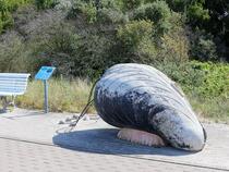 GroßArtige Küstenflora und -fauna – Miesmuschel