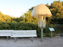 GroßArtige Küstenflora und -fauna – Ohrenqualle