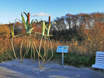 GroßArtige Küstenflora und -fauna – Strandhafer