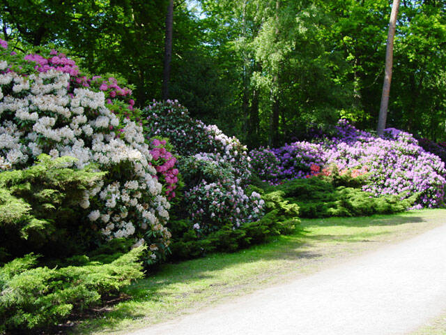 Rhododendronpark Graal-Mritz