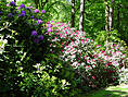 Rhododendronpark Graal-Müritz