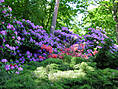 Rhododendronpark Graal-Müritz