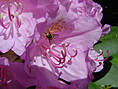 Rhododendronpark Graal-Müritz