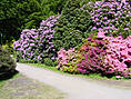 Rhododendronpark Graal-Müritz