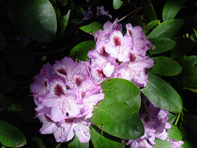Rhododendronpark Graal-Mritz