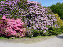 Rhododendronpark Graal-Müritz