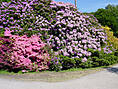 Rhododendronpark Graal-Müritz