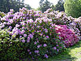 Rhododendronpark Graal-Müritz