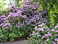 Rhododendronpark Graal-Müritz